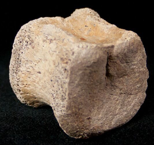 Edmontosaurus (Hadrosaur) Caudal Vertebrae - Montana #12688